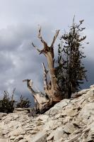 Tree on Methuselah Trail growing out of rocks