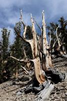 Tree on Methuselah Trail in light