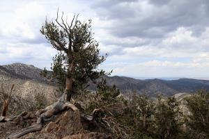 Tree on Methuselah Trail reaching out