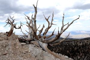 Tree on Methuselah Trail reaching out into landscape