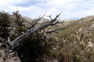 Tree on Methuselah Trail which fell over