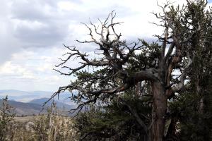 Tree on Methuselah Trail with branches reaching out