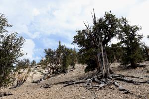 Tree on Methuselah Trail with exposed roots