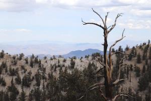 Tree on Methuselah Trail with landscape in background