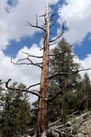 Tree on Methuselah Trail