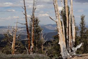 Trees on Methuselah Trail