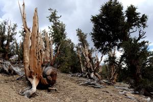 Trees on Methuselah Trail