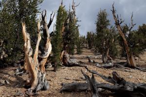 Trees on Methuselah Trail with sunlight