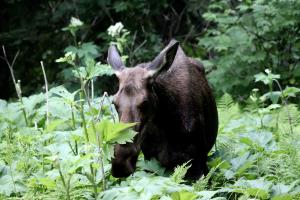 Moose seen from trail