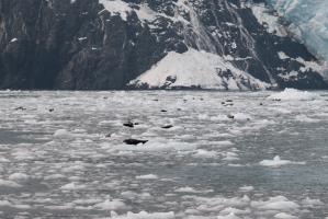 Seals on ice next to glacier