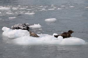 Seals on ice next to glacier