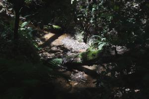 Creek on trail