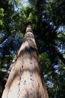 Looking up at redwood tree
