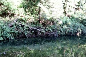 Clear water seen on Dipsea Trail