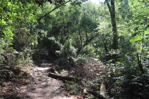 Dipsea Trail