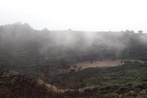 Fog near beach on Dipsea Trail