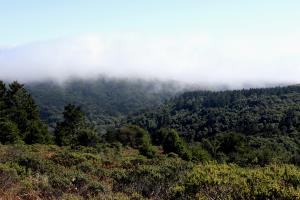 Fog rolling in on Dipsea Trail