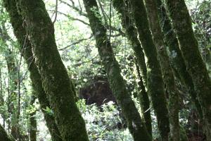 Trees on Dipsea Trail