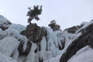 Looking up at ice and trees in South Park section of Ouray Ice Park