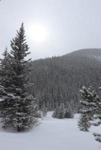 Sun and trees as it snows along snowmobiling trail