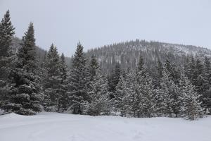 Trees as it snows along snowmobiling trail