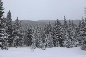 Trees seen along snowmobile trail