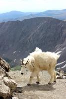Mountain goat near summit of Grays