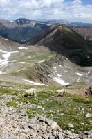 Mountain goats while descending Grays