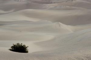 Mesquite Flat Sand Dunes