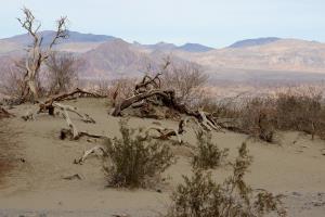 Trees Mesquite Flat Sand Dunes