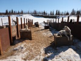 Mushing dogs in Coldfoot