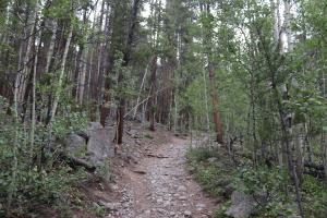 Near start of trailhead to Mt. Yale