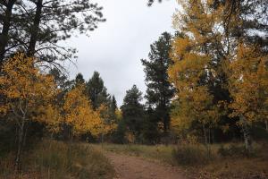 Aspen trees near start of trail