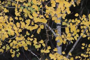Aspen tree leaves