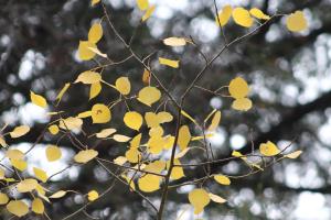 Aspen tree leaves
