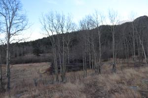 Leafless Aspen trees with cabin in background