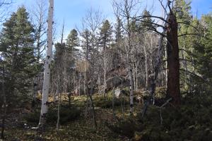 Leaves from Aspen trees along hike