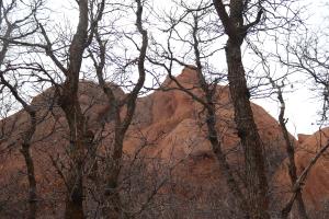 Tree and rocks in Roxborough State Park