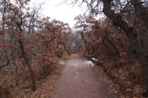 Willow Creek Trail Loop in trees