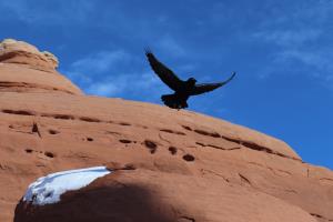 Bird flying near Delicate Arch