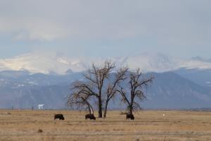 Bison and trees with mountains in the background