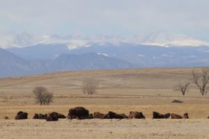 Herd of bison with mountains in the background