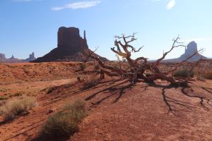 Butte in Monument Valley with tree inside park