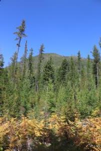 View from trail up to Apgar Lookout