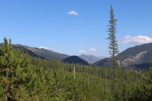 View of forest from Apgar Lookout trail