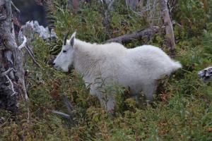 Goat seen from Grinnell Glacier Trail