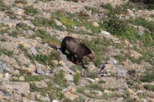 Grizzly bear seen from Grinnell Glacier Trail