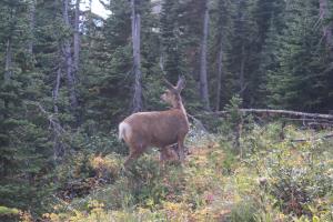 Deer seen from returning from Ptarmigan Tunnel