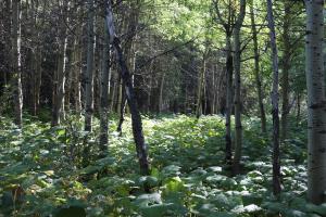 Forest view from trail returning from Ptarmigan Tunnel