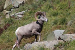 Big Horn Sheep on Highline Trail